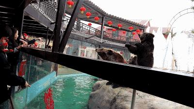 灵玲国际马戏城儿童节,厦门灵玲国际马戏城大熊猫叫什么