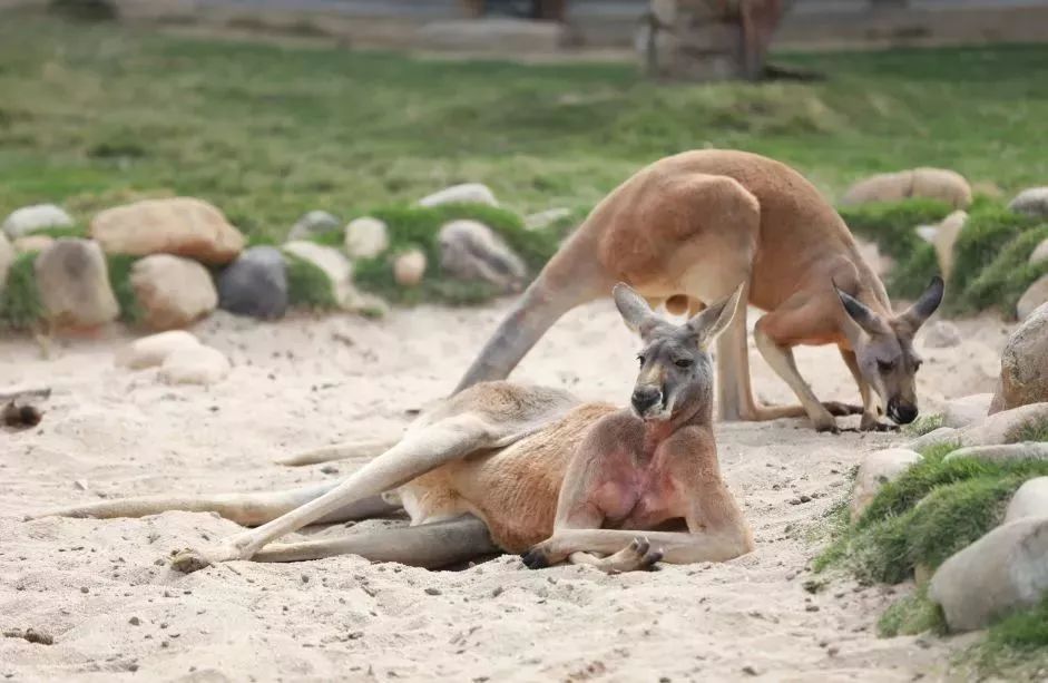 灵玲国际马戏城儿童节,厦门灵玲国际马戏城大熊猫叫什么