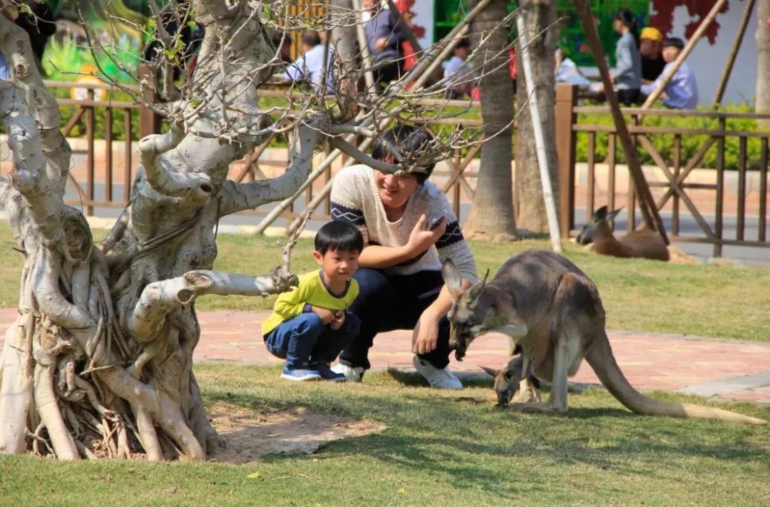 灵玲国际马戏城儿童节,厦门灵玲国际马戏城大熊猫叫什么