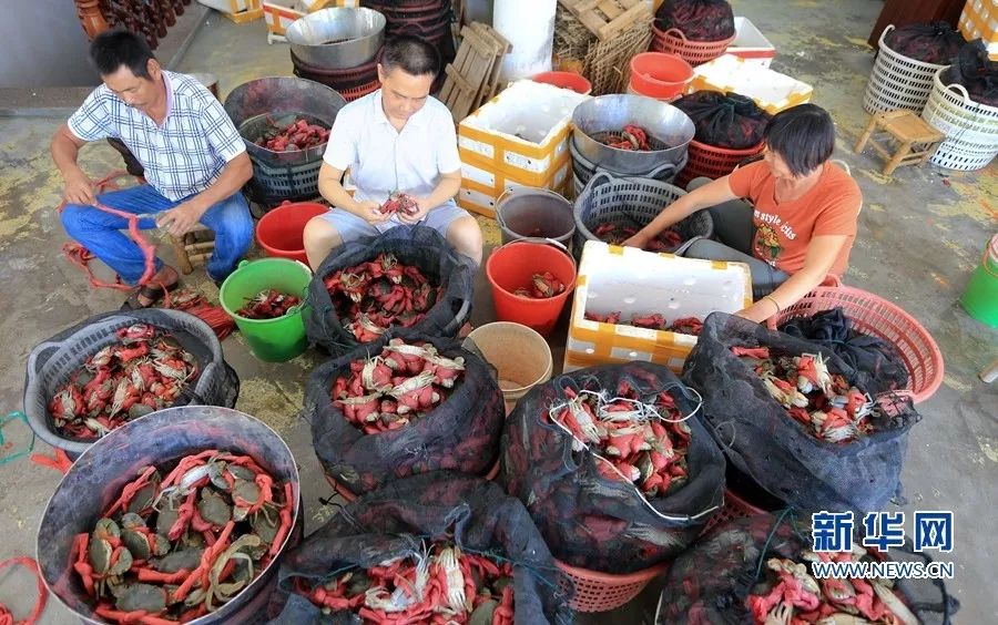 接下来福建人都在吃梭子蟹,接下来福建人开始吃什么菜