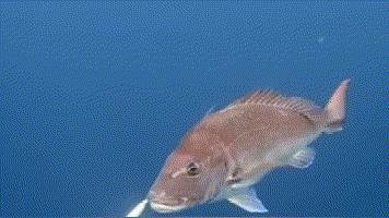 接下来福建人都在吃梭子蟹,接下来福建人开始吃什么菜