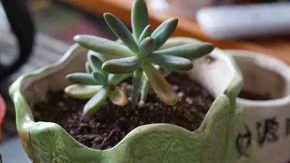 多肉叶片发霉是什么原因,多肉紫乐叶片发软是什么原因