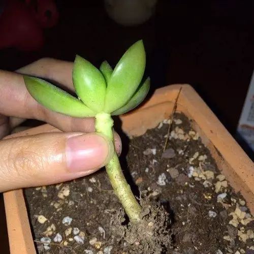 多肉叶片发霉是什么原因,多肉紫乐叶片发软是什么原因