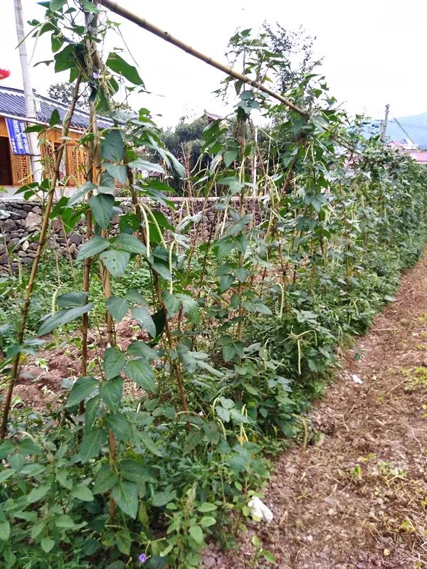 皖南川藏线徽姑娘云秀山庄,安徽徽州有徽姑娘品牌的农家乐