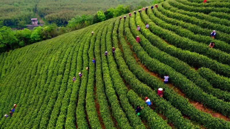皖南川藏线徽姑娘云秀山庄,安徽徽州有徽姑娘品牌的农家乐
