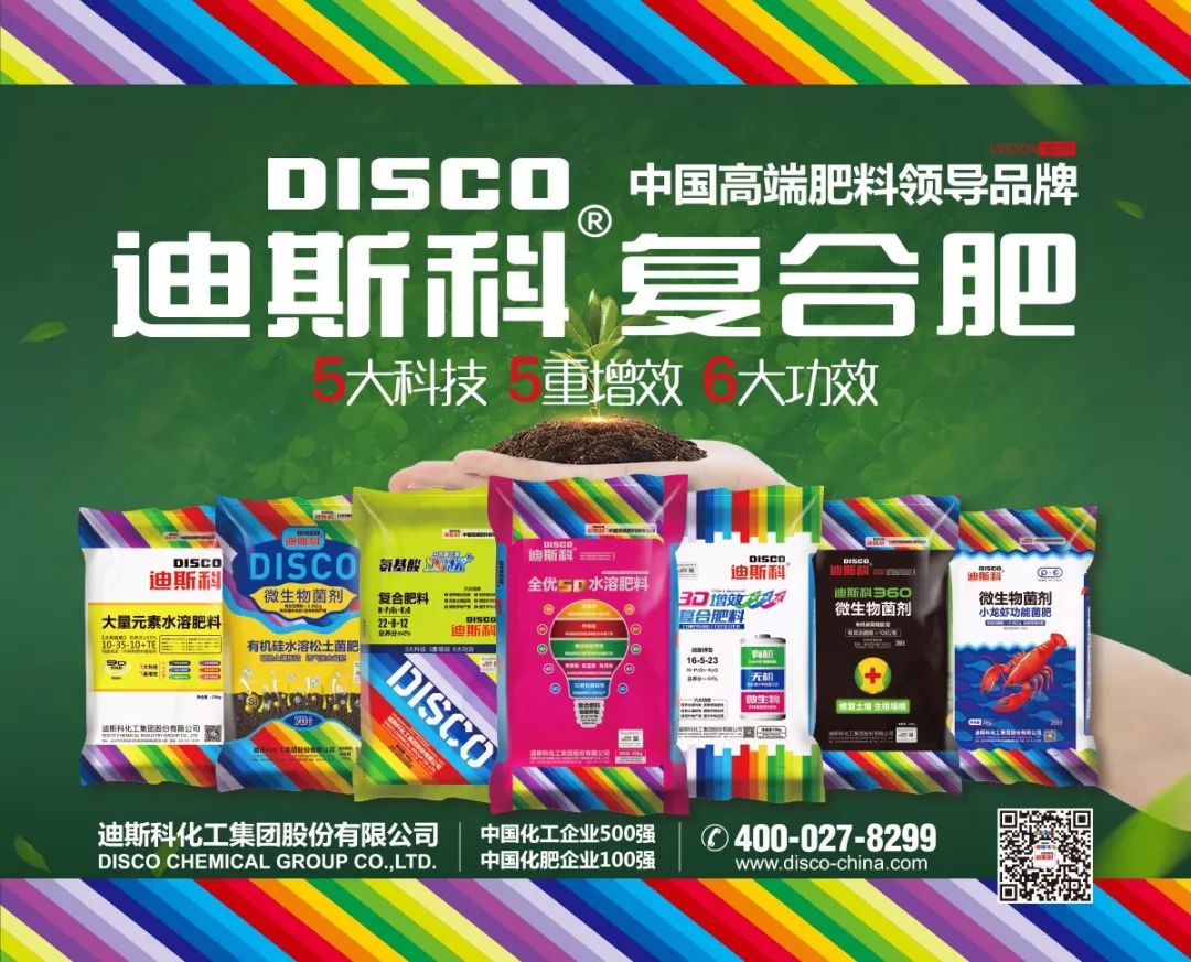 马铃薯重茬没产量？绥中农户做好这点亩产过万斤