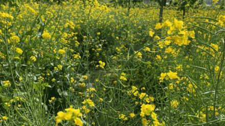 鑱婂煄濮滃牑涔愬洯妯辫姳,鑱婂煄濮滃牑妯辫姳涔愬洯