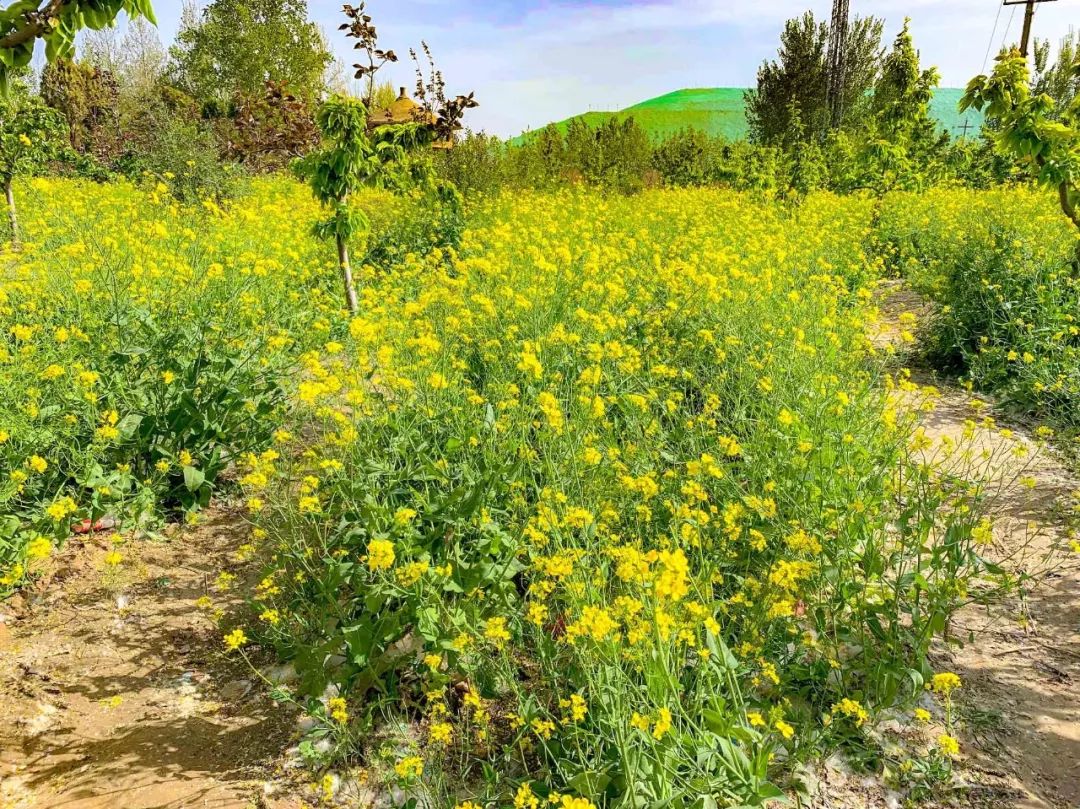 鑱婂煄濮滃牑涔愬洯妯辫姳,鑱婂煄濮滃牑妯辫姳涔愬洯