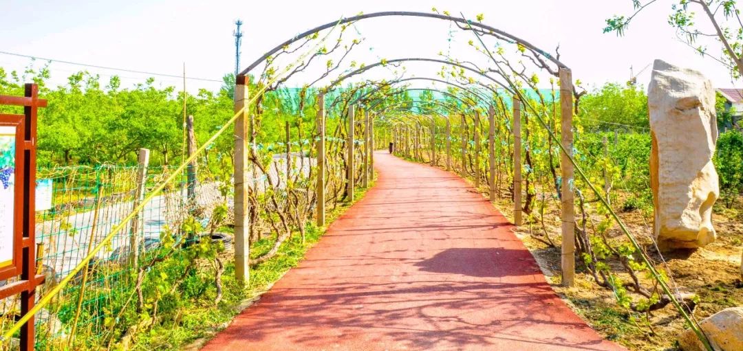 鑱婂煄濮滃牑涔愬洯妯辫姳,鑱婂煄濮滃牑妯辫姳涔愬洯