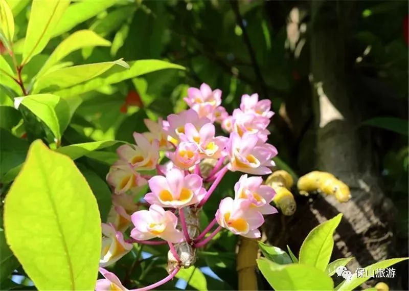 石斛花开等你来,石斛花开惊艳了时光