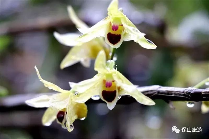 石斛花开等你来,石斛花开惊艳了时光