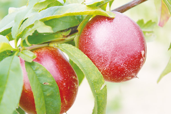 小小油桃“红”一年三个亿