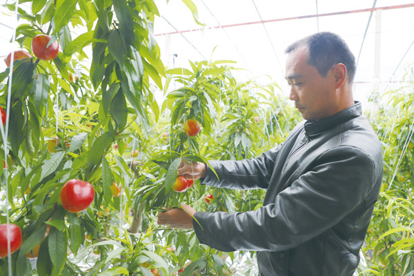 小小油桃“红”一年三个亿