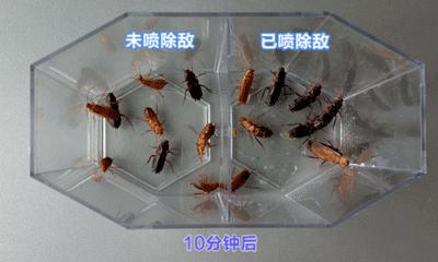 不用喂药!不用追!轻轻喷在它们的必经之路,就能瞬间“制服”!