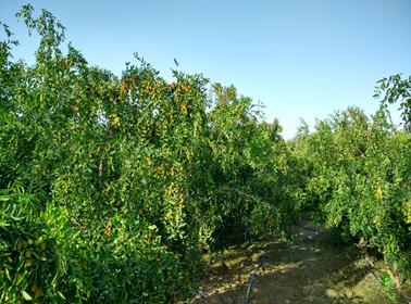 黄李强段淑敏：枣想告诉你|红枣期货上市必知小知识！