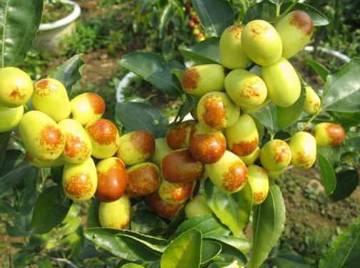 黄李强段淑敏：枣想告诉你|红枣期货上市必知小知识！