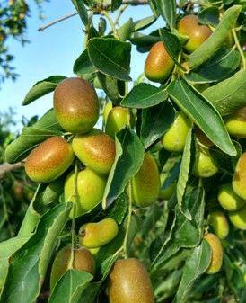 黄李强段淑敏：枣想告诉你|红枣期货上市必知小知识！