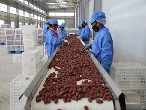 黄李强段淑敏：枣想告诉你|红枣期货上市必知小知识！