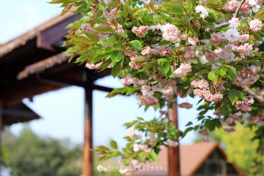 原味江南｜在春日繁花烂漫的沙家浜，等风也等你