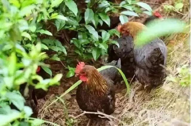 有机肥怎样制作需要什么原材料,自制有机肥环保又健康三农