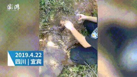 警犬40度高温中暑矿泉水解暑被喷,8岁警犬搜寻走失老人2天1夜中暑