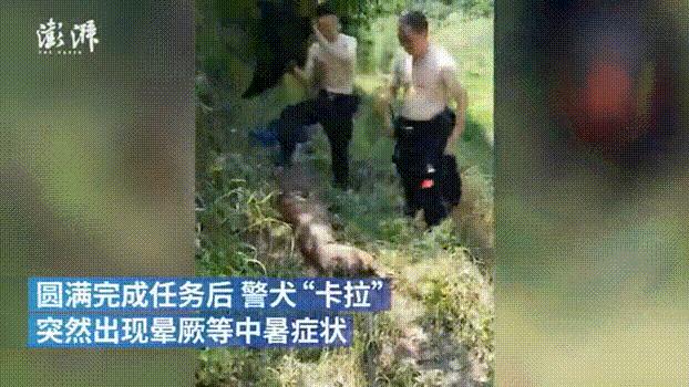 警犬40度高温中暑矿泉水解暑被喷,8岁警犬搜寻走失老人2天1夜中暑