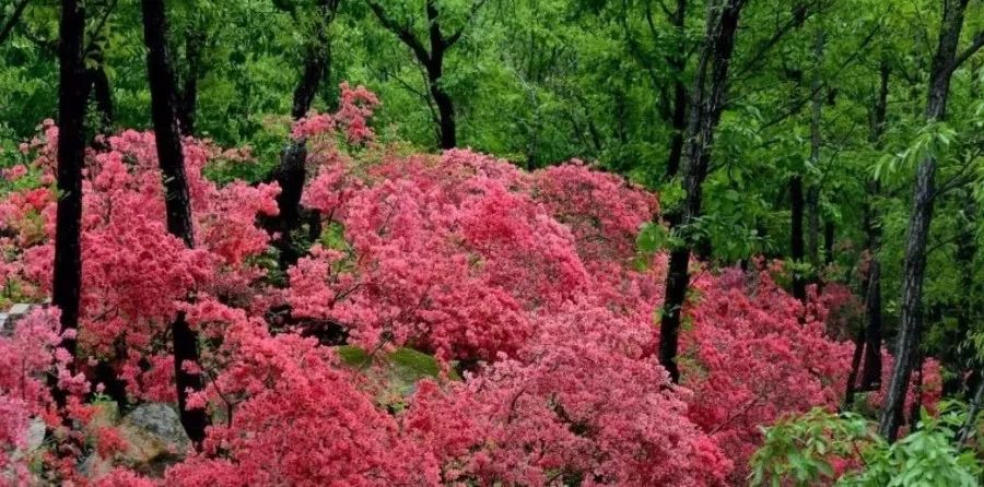 人说好山好水好风光,人说河南好风光