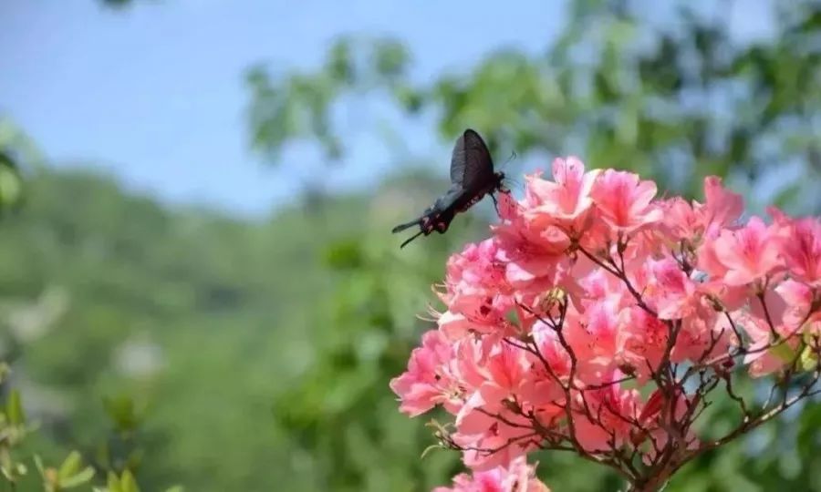 人说好山好水好风光,人说河南好风光
