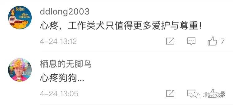 警犬40度高温中暑矿泉水解暑被喷,8岁警犬搜寻走失老人2天1夜中暑