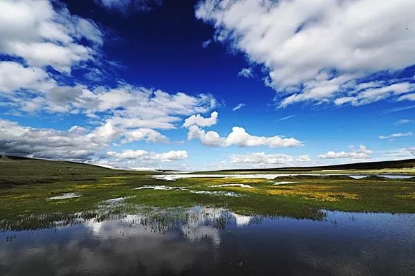 捡到小鸟是国家二级野生保护动物,花坛惊现大鸟国家保护动物
