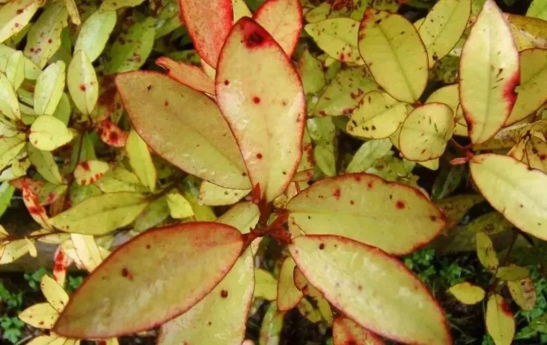 脚气脚臭脱皮克星,分享一个根治脚气脚臭方法