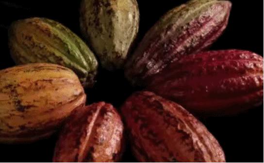 凌晨私奔、一夫六妻，水果圈的戏码你根本想不到