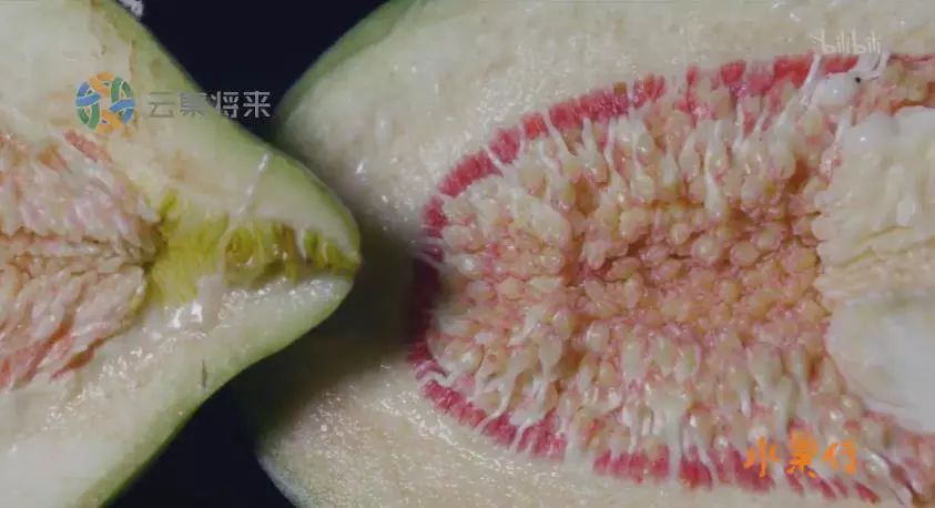 凌晨私奔、一夫六妻，水果圈的戏码你根本想不到