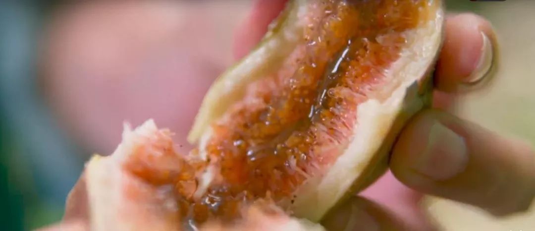 凌晨私奔、一夫六妻，水果圈的戏码你根本想不到