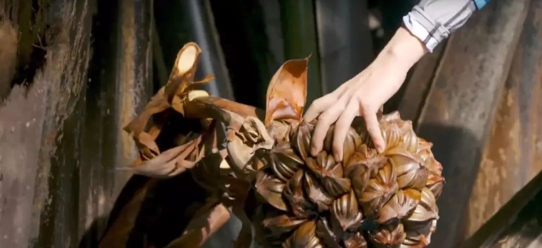 凌晨私奔、一夫六妻，水果圈的戏码你根本想不到