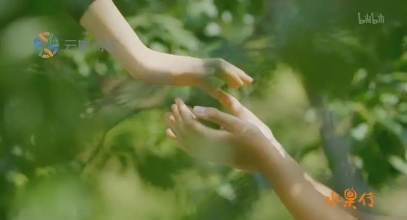 凌晨私奔、一夫六妻，水果圈的戏码你根本想不到