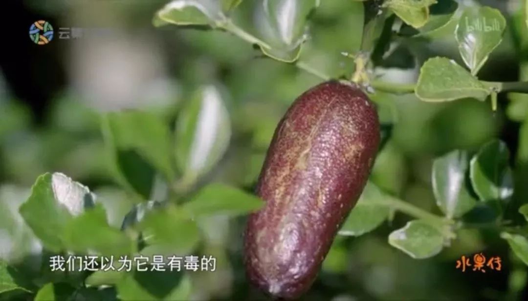 凌晨私奔、一夫六妻，水果圈的戏码你根本想不到