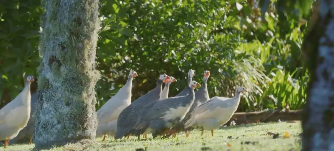 凌晨私奔、一夫六妻，水果圈的戏码你根本想不到