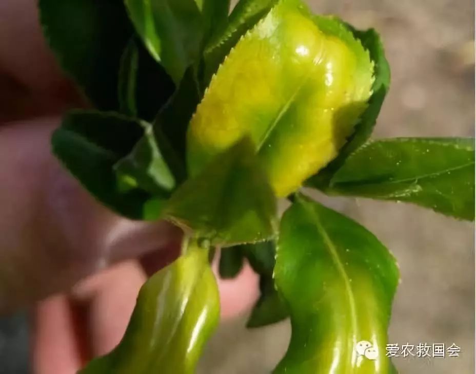 茶饼病害图片及治疗方法,茶饼病害特效药