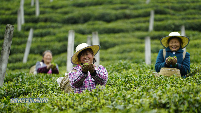 云城安塘清明茶飘香茶农采茶忙,天宝乡谷雨茶飘香茶农采摘忙