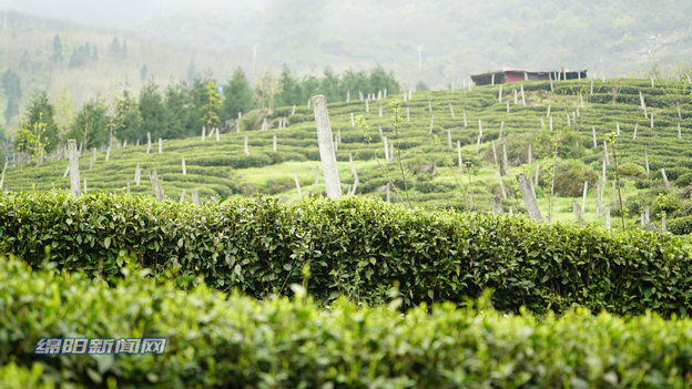 云城安塘清明茶飘香茶农采茶忙,天宝乡谷雨茶飘香茶农采摘忙