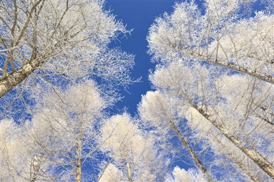 华北落叶松简介,华北落叶松介绍