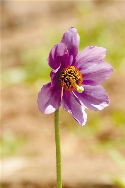 神秘的藏区女人,高原上的神秘女孩