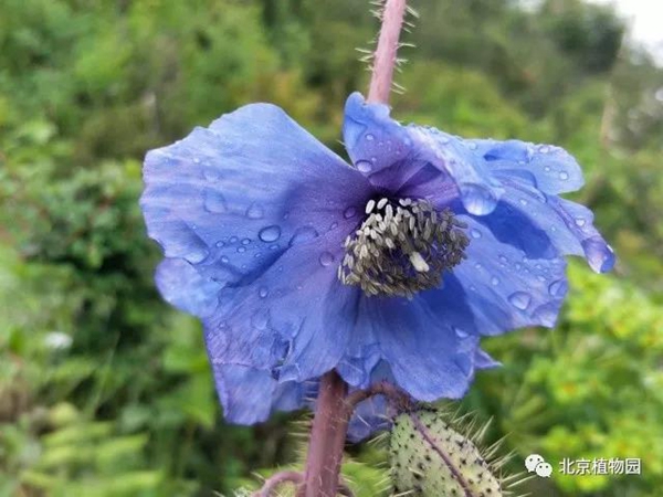 神秘的藏区女人,高原上的神秘女孩