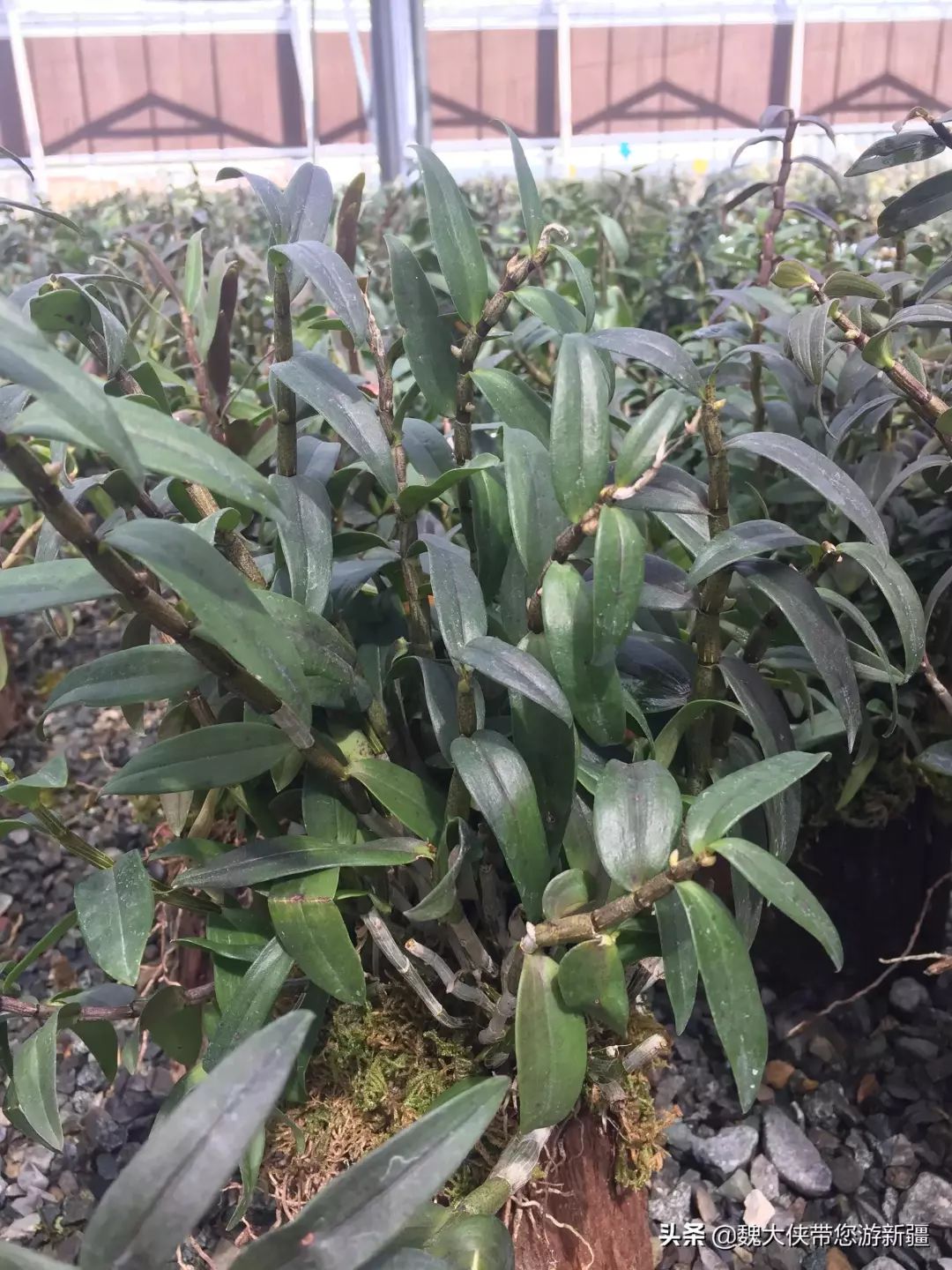 游达坂城视频大全,达坂城古城游览