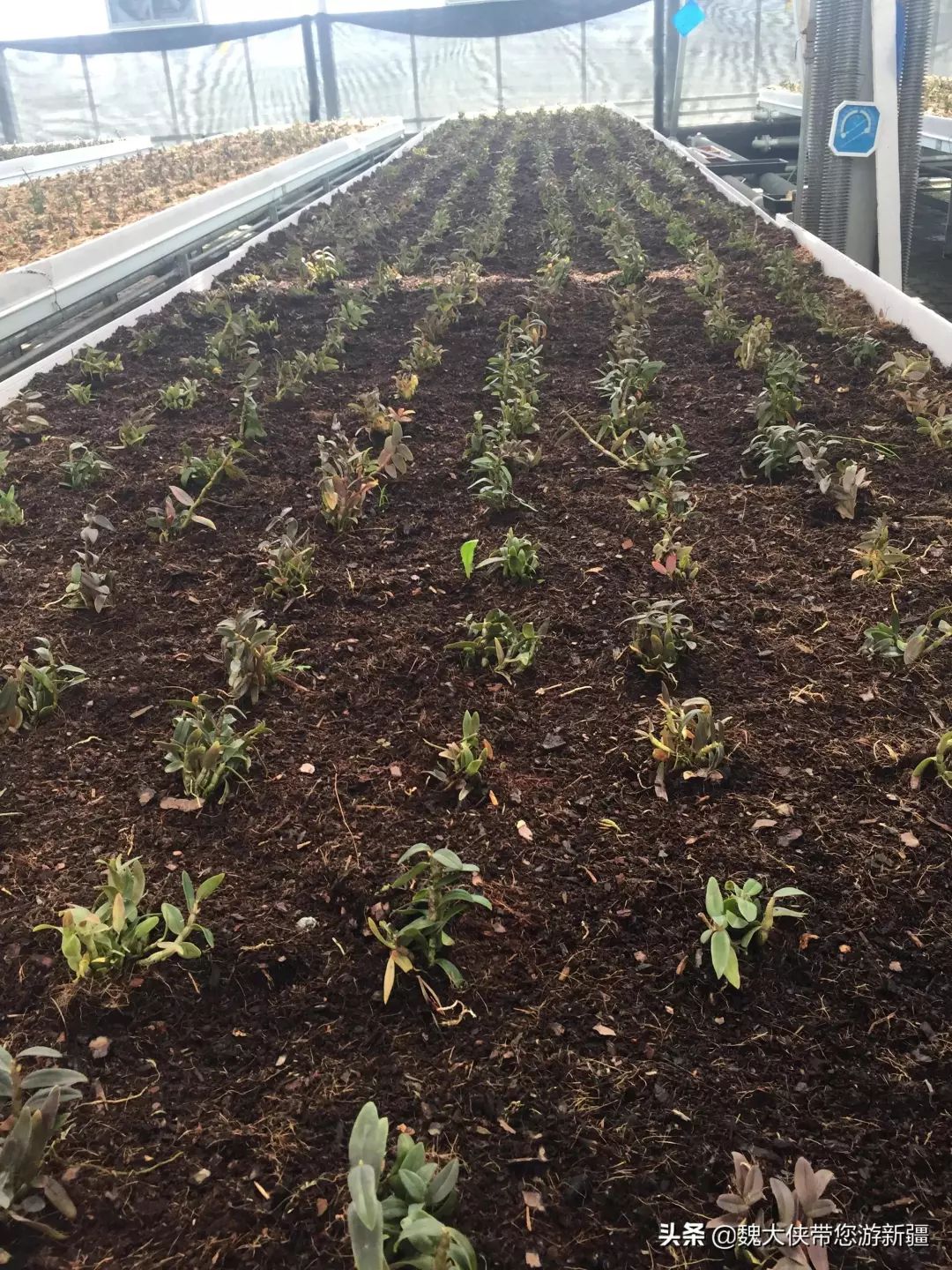 游达坂城视频大全,达坂城古城游览