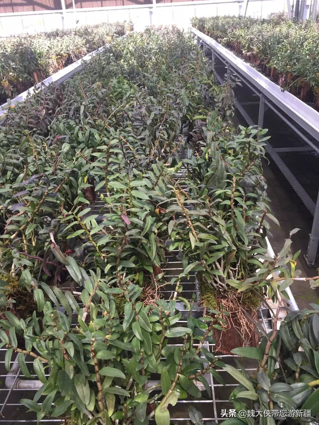 游达坂城视频大全,达坂城古城游览