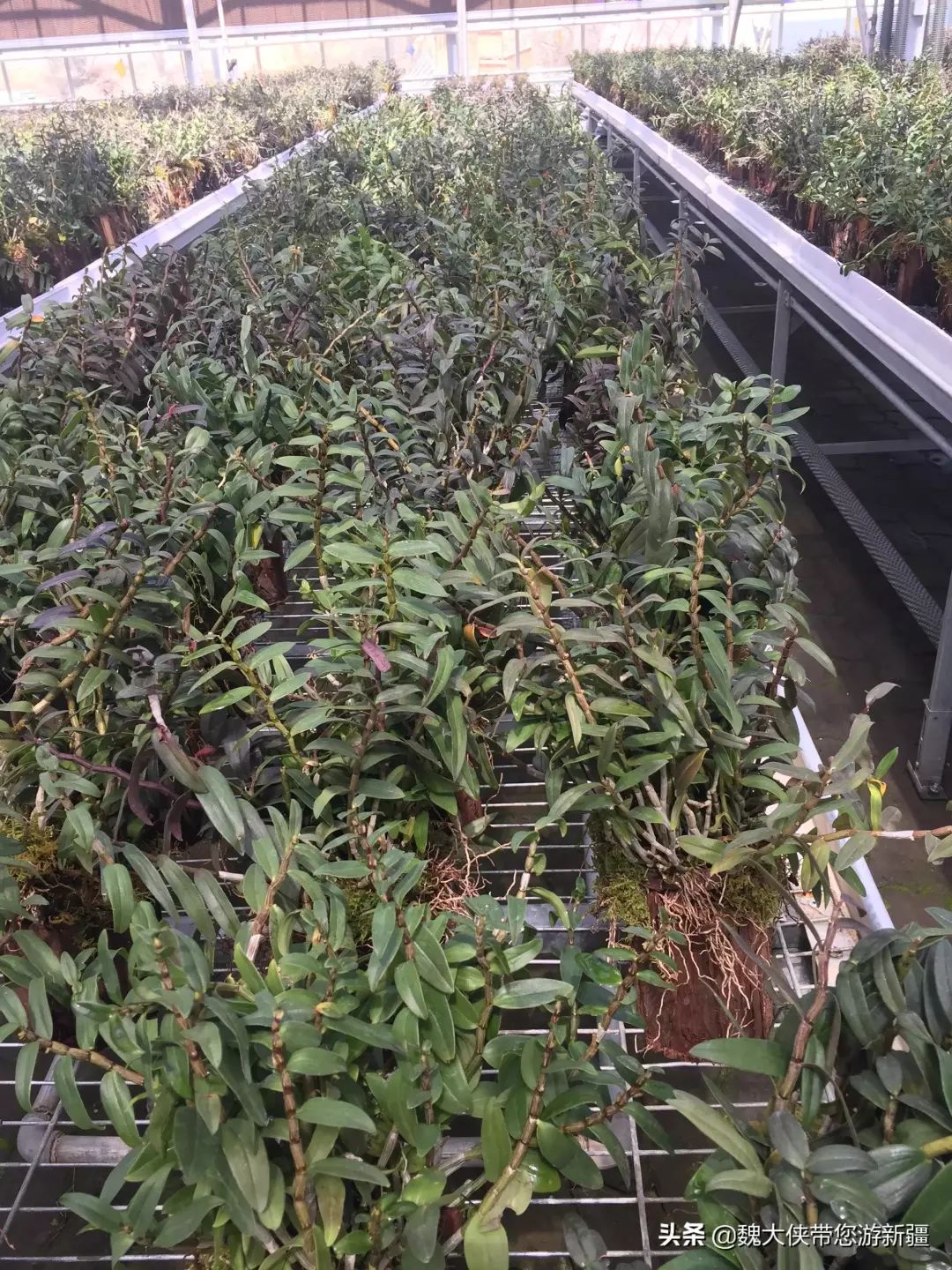 游达坂城视频大全,达坂城古城游览