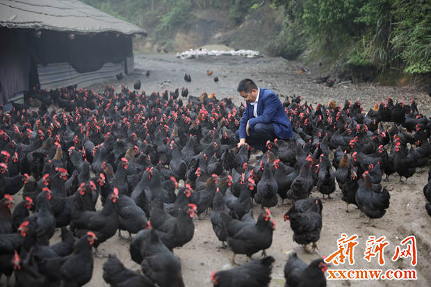 返乡创业养鸡致富带头人,海归小伙养鸡完整版