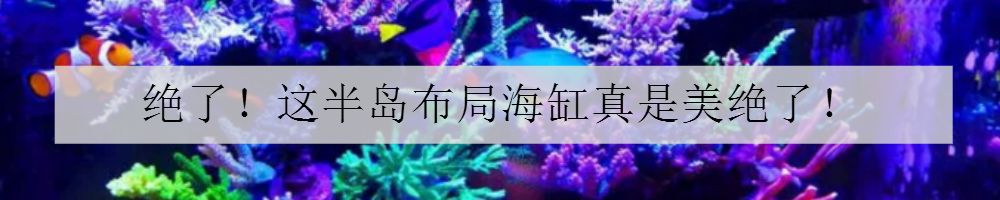 日常鱼缸维护注意事项大全,大型鱼缸维护十大技巧